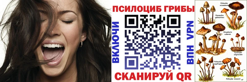 где купить   Новокузнецк  Галлюциногенные грибы Psilocybe 